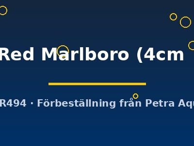 Super Red Marlboro (4cm (5cm))