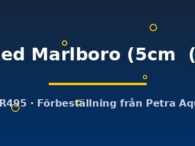 Super Red Marlboro (5cm (6,5cm))
