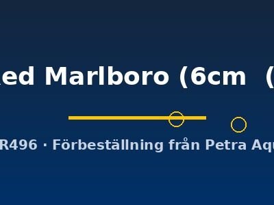 Super Red Marlboro (6cm (7,5cm))