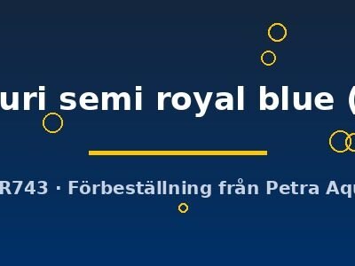 Symphysodon aeq. Curumucuri semi royal blue 10–12,5 cm