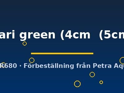 coari green (4cm  (5cm))