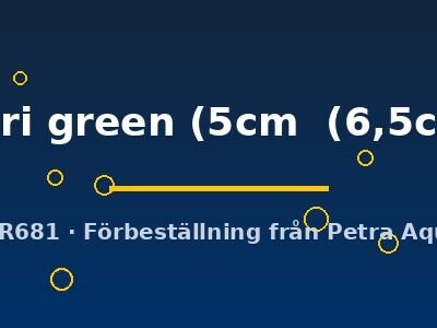 coari green (5cm  (6,5cm))
