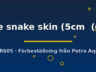 Symphysodon fine line snake skin 5–6,5 cm