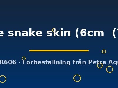 Symphysodon fine line snake skin 6–7,5 cm