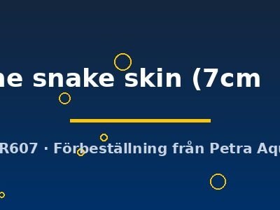 Symphysodon fine line snake skin 7–9 cm