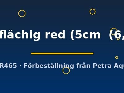 marl. flesching red (Symphysodon marl. flächig red) 5–6,5 cm