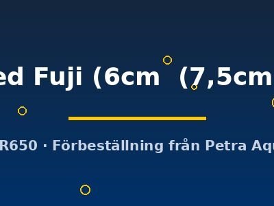red Fuji (6cm (7,5cm))