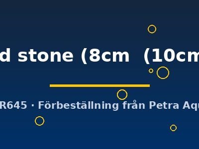 Symphysodon red stone 8–10 cm