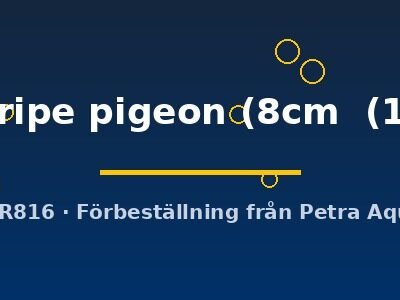 Symphysodon red stripe pigeon 8–10 cm