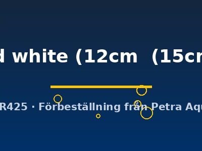 red white (12cm (15cm))