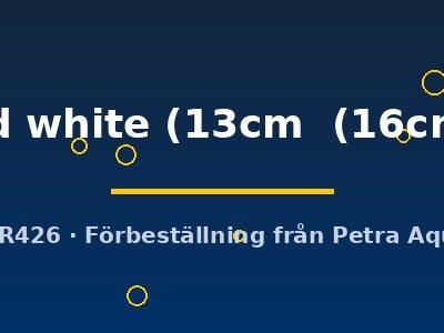 red white (13cm (16cm))