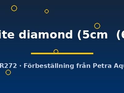 Symphysodon red white diamond 5–6,5 cm