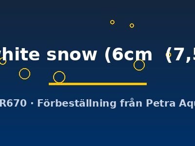 Symphysodon red white snow 6–7,5 cm