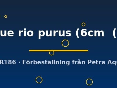 royal blue rio purus (6cm (7,5cm))