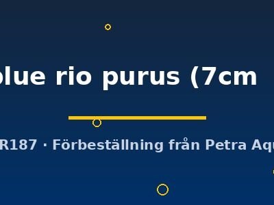 royal blue rio purus (7cm (9cm))