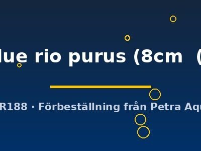 royal blue rio purus (8cm (10cm))