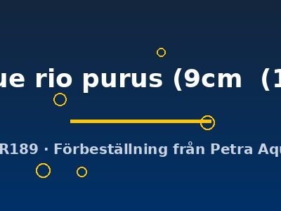 royal blue rio purus (9cm (11,5cm))