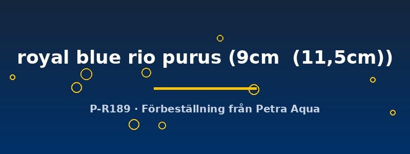 petra-ph2-175213 Discus royal blue rio purus (Symphysodon royal blue rio purus) 9–11,5 cm