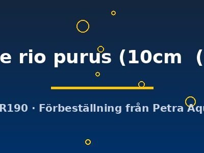royal blue rio purus (10cm (12,5cm))