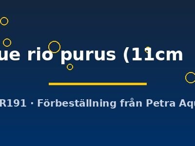 royal blue rio purus (11cm (14cm))