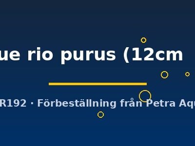 royal blue rio purus (12cm (15cm))