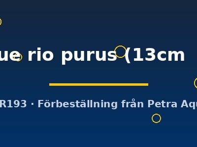 royal blue rio purus (13cm (16cm))