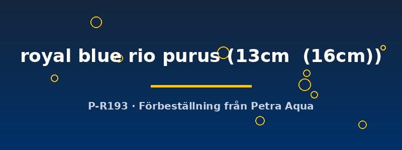 petra-ph2-175217 Discus royal blue rio purus (Symphysodon royal blue rio purus) 13–16 cm