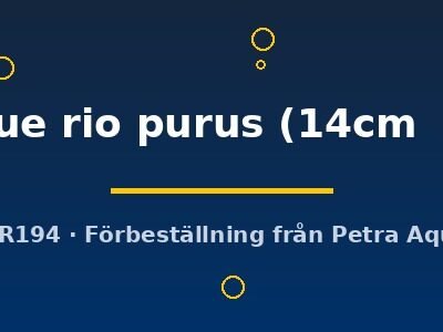 royal blue rio purus (14cm (18cm))