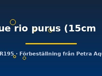 royal blue rio purus (15cm (19cm))