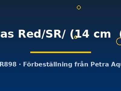 trombetas Red/SR/ (14 cm (18 cm))