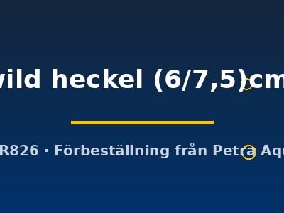 wild heckel (6/7,5)cm)