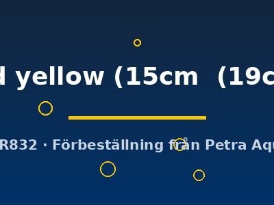 wild yellow (15cm  (19cm))
