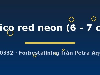 calico red neon (6 - 7 cm)