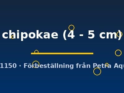 Chipokae Peacock Cichlid (Aulonocara chipokae) 4–5 cm