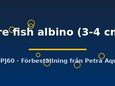 Aulonocara fire fish albino 3–4 cm