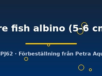 Aulonocara fire fish albino 5–6 cm