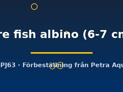 Aulonocara fire fish albino 6–7 cm