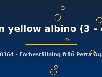 lemon yellow albino (3 - 4 cm)