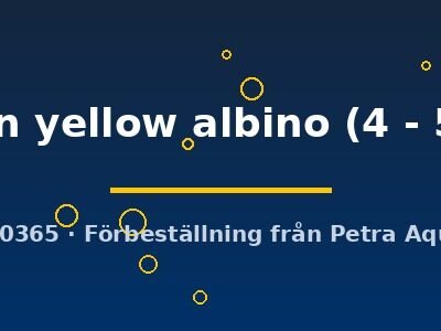 lemon yellow albino (4 - 5 cm)