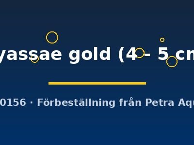 nyassae gold (4 - 5 cm)