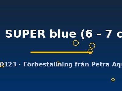 sp. SUPER blue (6 - 7 cm)