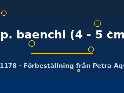 sp. baenchi (4 - 5 cm)
