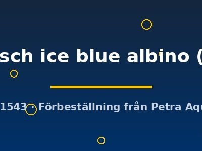 Aulonocara sp. fire fisch ice blue albino 4–5 cm
