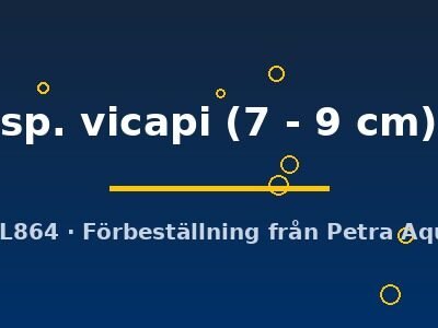 sp. vicapi (7 - 9 cm)