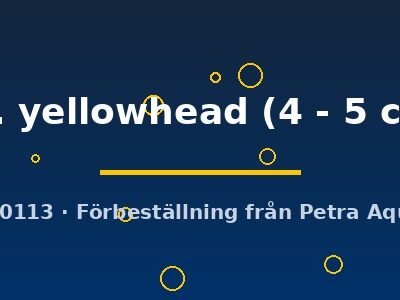 Yellowhead Peacock Cichlid (Aulonocara sp. yellowhead) 4–5 cm
