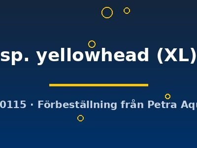 Yellowhead Peacock Cichlid (Aulonocara sp. yellowhead) XL