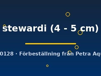 stewardi (4 - 5 cm)