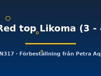 Cynotilapia afra Red top Likoma 3–4 cm