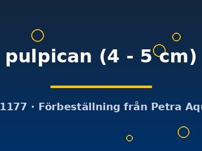Cynotilapia pulpican 4–5 cm