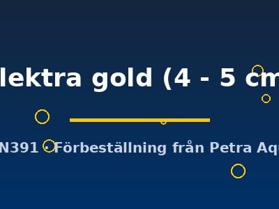 Cyrtocara elektra gold 4–5 cm
